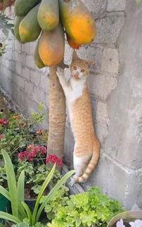 娱乐吃瓜酱橘猫